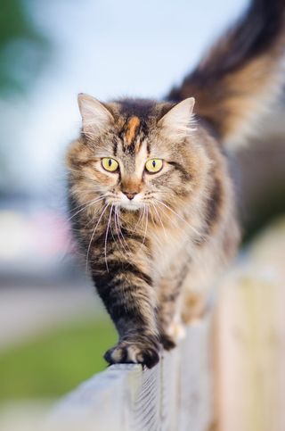 猫，毛茸茸的，猫，毛茸茸的猫，围栏，农场，哺乳动物，家猫