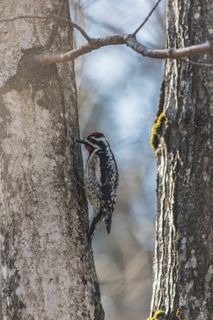 加拿大，坎达罗尔营地，森林，自然，树木，野生动物，鸟类摄影