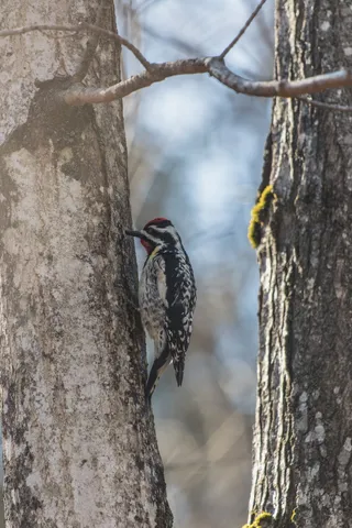 加拿大，坎达罗尔营地，森林，自然，树木，野生动物，鸟类摄影