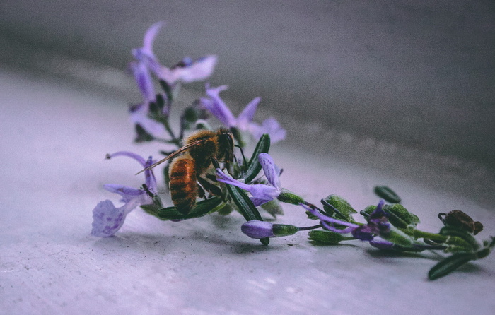 紫色花朵上的蜜蜂