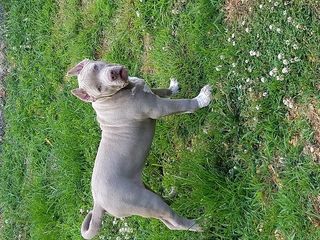 美国，小狗，斗牛犬，动物，宠物，狗肩，狗，狗