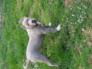 美国，小狗，斗牛犬，动物，宠物，狗肩，狗，狗