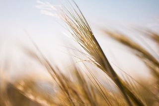 希腊，阿利莫斯，帕尼山，牧场，农作物，小麦，草，黄金