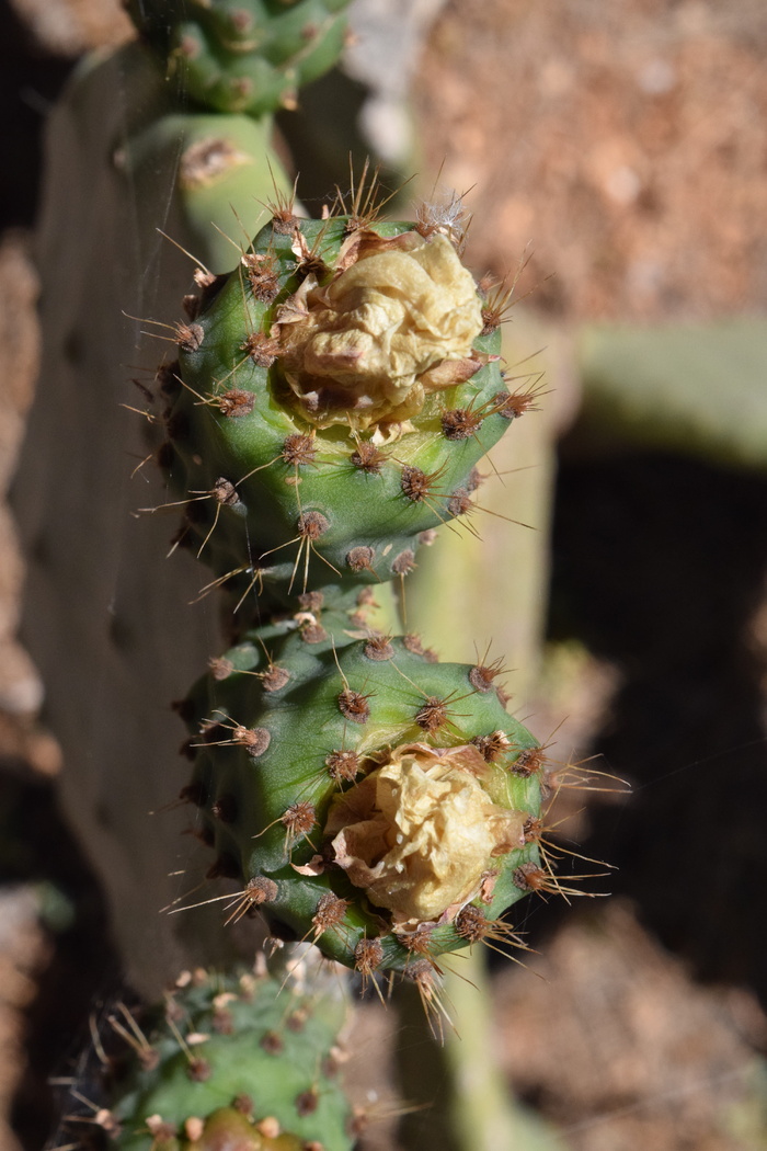 刺梨，仙人掌，温室，仙人掌，刺梨，温室，刺梨，仙人掌，仙人掌科，刺