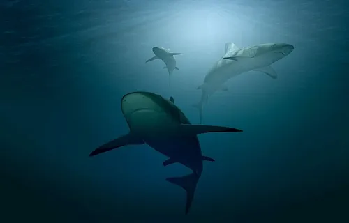 鲨鱼，身体，水，海，海，海洋，水下，光