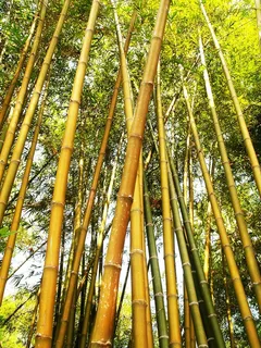 亚洲,竹子,竹子树,美丽,树枝,明亮,环境,森林 亚洲,竹子,竹子树,美丽,树枝,明亮,环境,森林