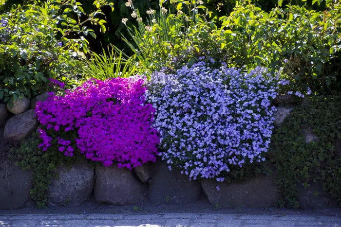 开花，开花，植物，花，farbenpracht，farbenspiel，开花植物，生长