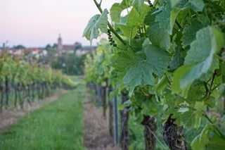 藤本植物、树叶、绿色、葡萄酒、叶子、近绿色、绿色、廉价住宅
