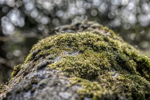 苔藓，选择性聚焦，植物，特写，无人，生长，绿色，苔藓