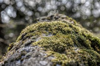 苔藓，选择性聚焦，植物，特写，无人，生长，绿色，苔藓