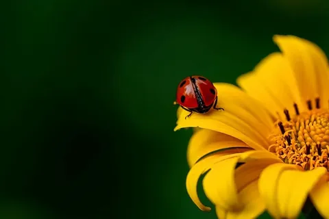 红色,瓢虫栖息,黄色,花,瓢虫,昆虫,甲虫,自然 红色,瓢虫栖息,黄色,花,瓢虫,昆虫,甲虫,自然