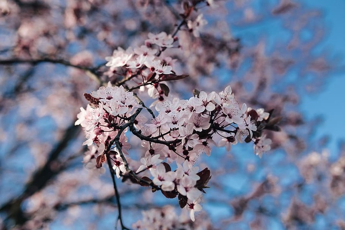 粉色的春花
