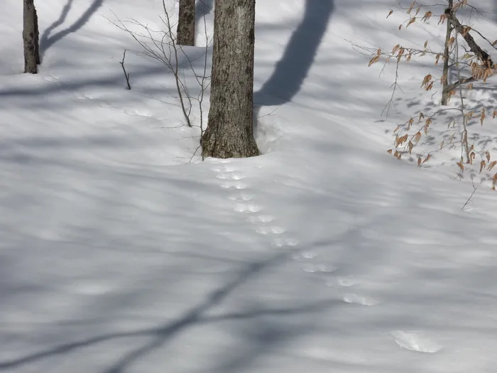 动物足迹、深雪、树木、灰色、白色、灰色、棕褐色、冬季