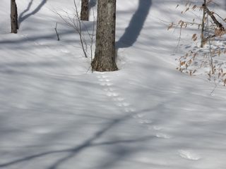 动物足迹、深雪、树木、灰色、白色、灰色、棕褐色、冬季
