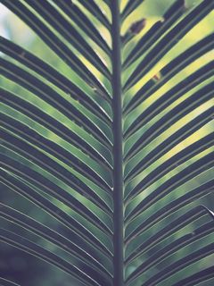 绿棕榈植物 绿棕榈植物