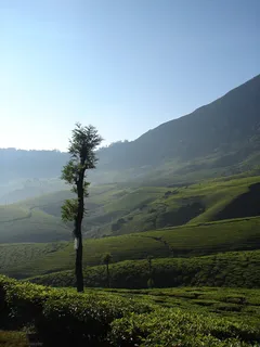 蒙纳,印度,茶叶,亚洲,景观,喀拉拉邦,丘陵,郁郁葱葱 蒙纳,印度,茶叶,亚洲,景观,喀拉拉邦,丘陵,郁郁葱葱