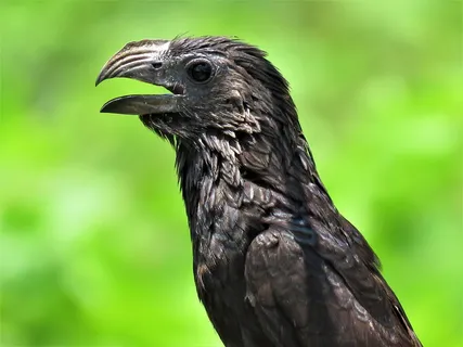 槽喙ani，槽，ani，鸟，羽毛，动物，食草动物，一种动物