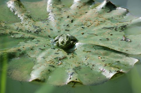 青蛙，睡莲，池塘，自然，水，睡莲垫，两栖动物，绿色