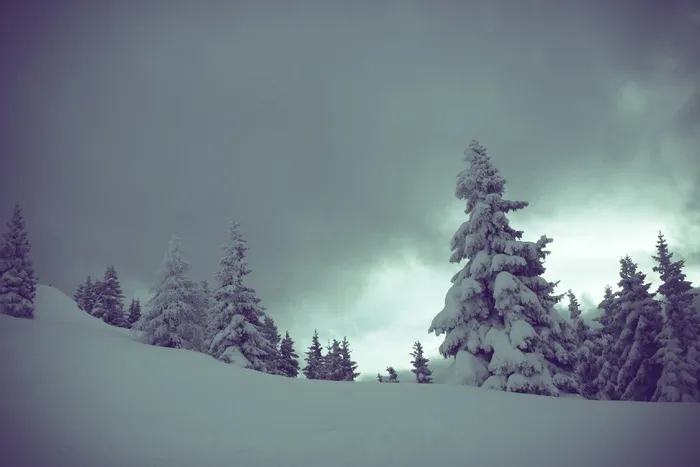 寒冷，高山，自然，户外，寂静，雪，树木，冬天