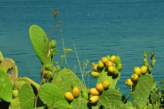 克罗地亚，维斯，仙人掌，植物，夏天，水，地中海，无花果
