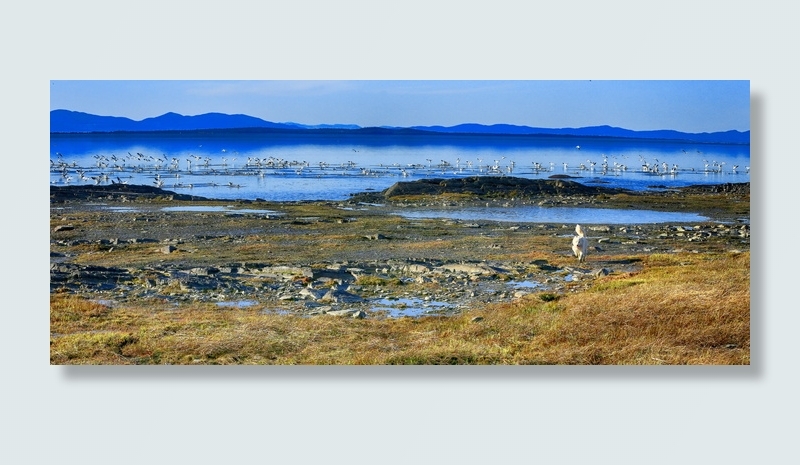 鹅，鸟，动物，河流，岩石，地平线，风景，蓝色