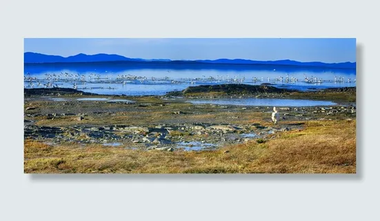 鹅，鸟，动物，河流，岩石，地平线，风景，蓝色