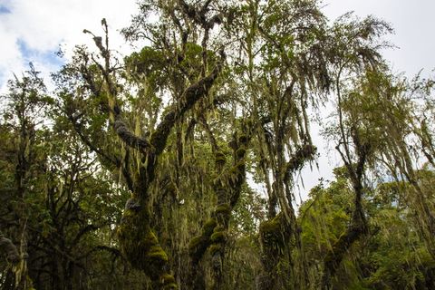 植被、植物、雨林、自然、树木、户外、土地、丛林