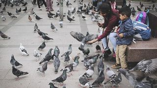 鸽子，儿子，母亲，喂食，饥饿，广场，冒险，鸟