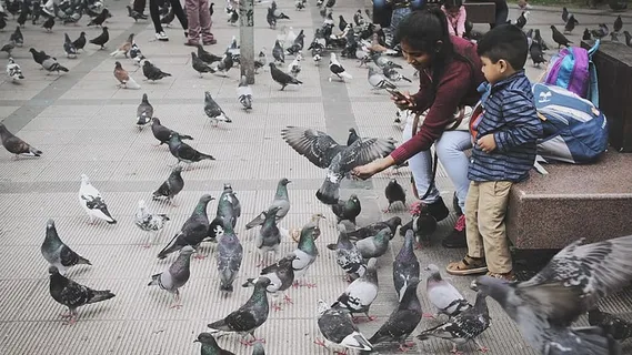 鸽子,儿子,母亲,喂食,饥饿,广场,冒险,鸟 鸽子,儿子,母亲,喂食,饥饿,广场,冒险,鸟