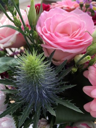 蓟，玫瑰，粉色，玫瑰中的蓟，粉色玫瑰，一束花，花，玫瑰