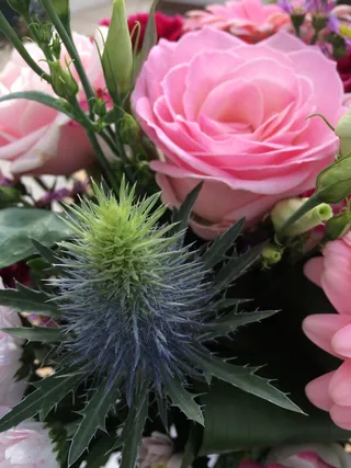 蓟，玫瑰，粉色，玫瑰中的蓟，粉色玫瑰，一束花，花，玫瑰