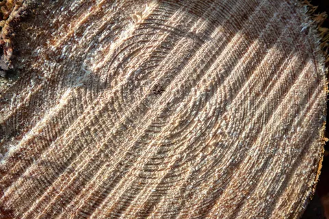 木, 切, 森林, 自然, 树, 堆栈, 树干, 切割