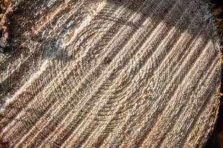 木, 切, 森林, 自然, 树, 堆栈, 树干, 切割