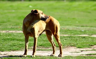 狗，口渴，动物，动物主题，哺乳动物，一种动物，草，家畜