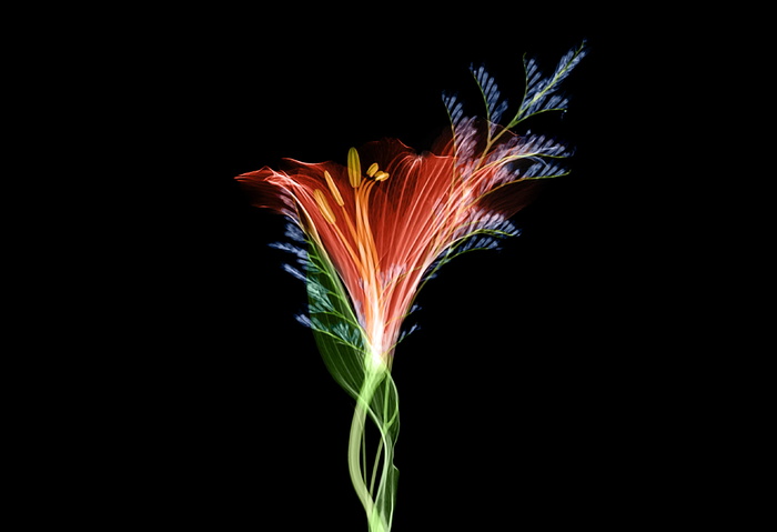 红花插画，X光，花卉，技术，宏观，自然，植物，颜色