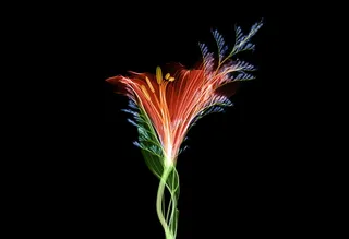 红花插画，X光，花卉，技术，宏观，自然，植物，颜色