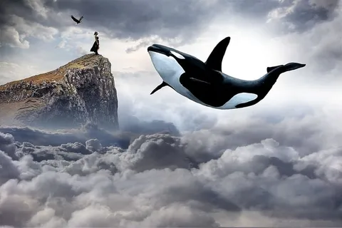 鲸鱼,云,数字,壁纸,天空,自然,户外,云 鲸鱼,云,数字,壁纸,天空,自然,户外,云