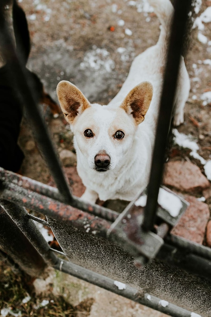 金属栅栏里的狗