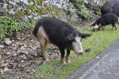 科西嘉岛，猪，野生，自然，法国，山，科西嘉charcuterie，动物
