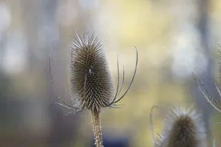 植物，多年生植物，蓝铃草，巴那提棘突线虫，överblommad，蓝色，花，生长