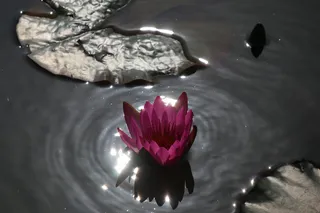 中国，珠海，水，花，自然之美，开花植物，自然，花瓣
