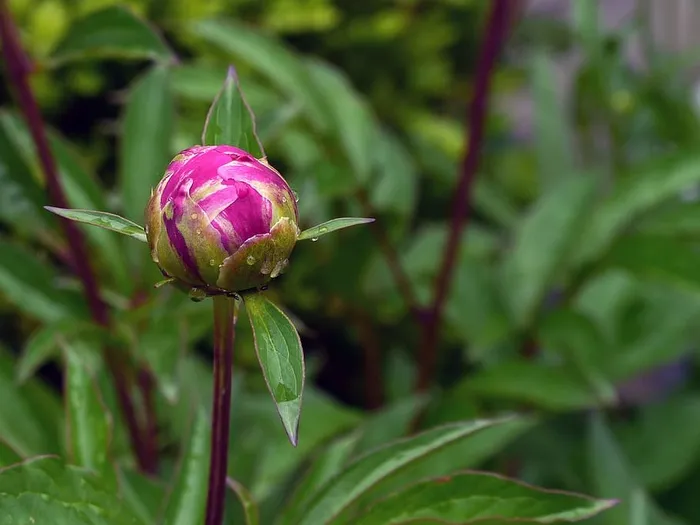花园里的红牡丹花蕾。