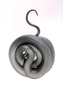 蛇, 滑行, 动物, 黑色, 冷, 血腥, 狡猾, 危险