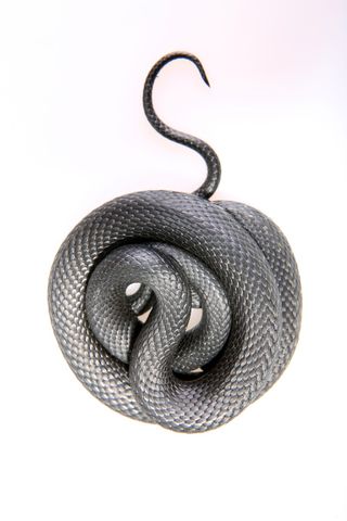 蛇, 滑行, 动物, 黑色, 冷, 血腥, 狡猾, 危险