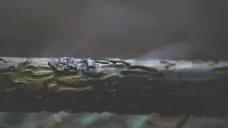 树皮、模糊、特写、聚焦、微距、户外、木棍、树木