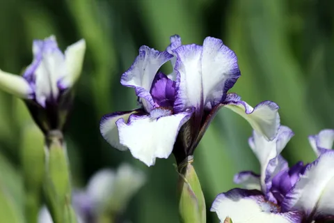 鸢尾,花,春花,美丽,自然,花园花,花园,美丽的花 鸢尾,花,春花,美丽,自然,花园花,花园,美丽的花
