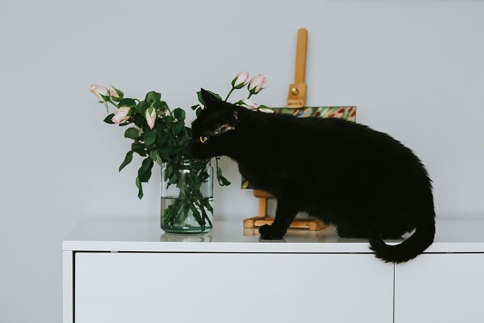 有花和画的黑猫