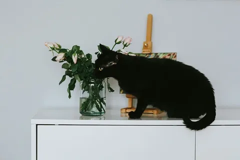 有花和画的黑猫