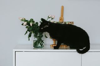 有花和画的黑猫