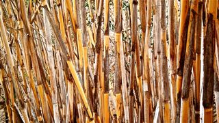 甘蔗、芦竹、圆柱形茎、蔬菜、植物学、自然、壁纸、背景